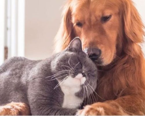 DierenlotHond-e3499e8f